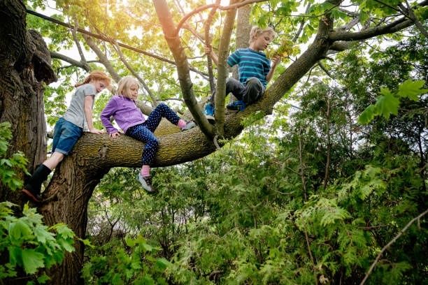 Tre barn klättrar och balanserar på en grov trädgren i skogen